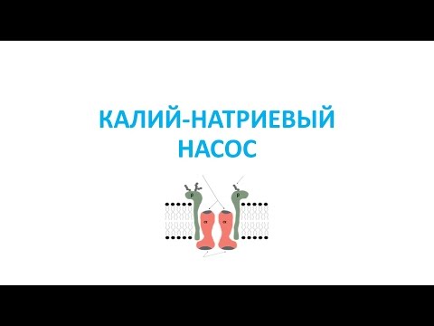 Натрий калиевый насос