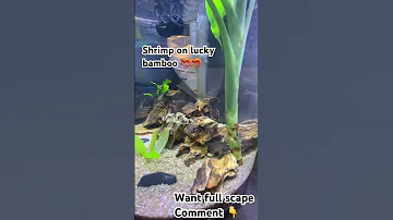 Shrimp planted aquarium | shrimp on lucky bamboo | low tech aquarium #aquarium #bettafish