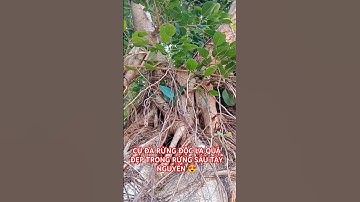 CỤ ĐA RỪNG ĐỘC LẠ QUÁ ĐẸP TRONG RỪNG SÂU TÂY NGUYÊN ĐẮK LẮK.