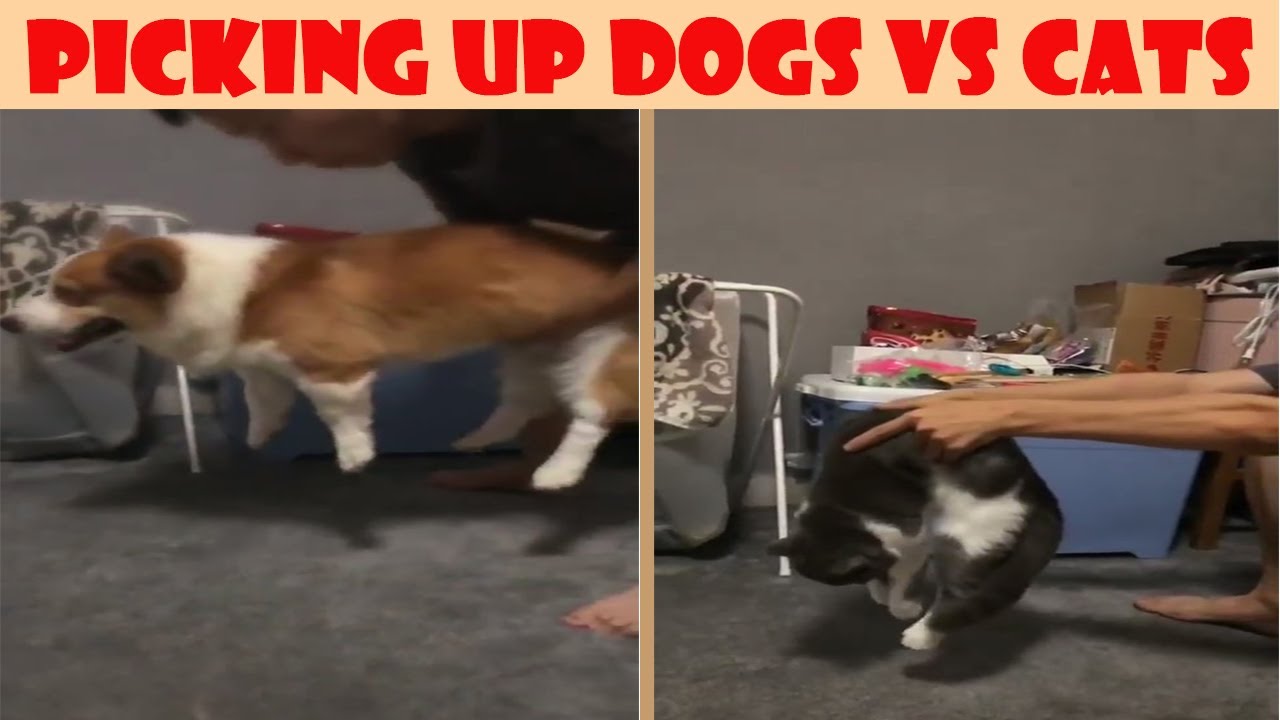 Picking Up A Cat Vs Dog