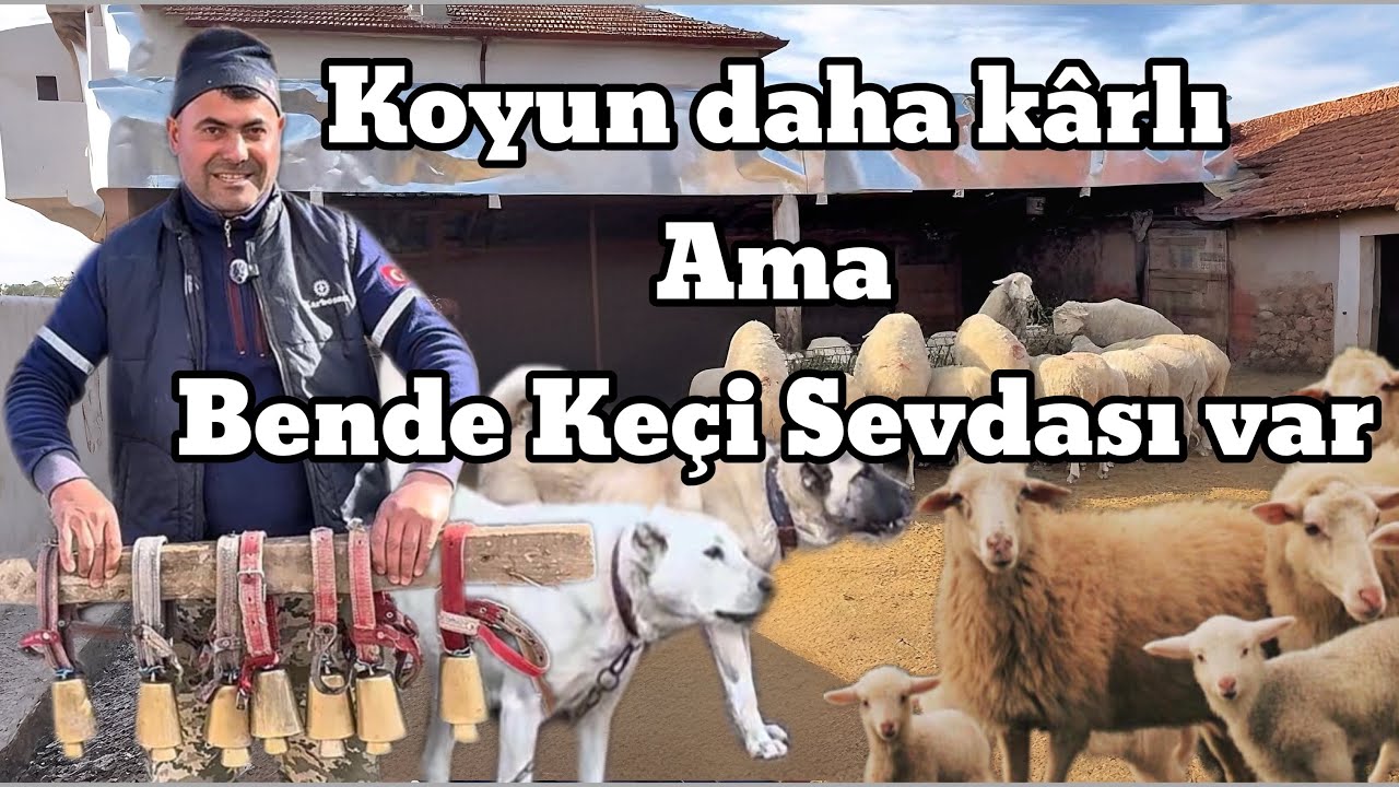 ELİN İŞİNE MAHKUM DEĞİLİM- 100 KOYUN KEÇİ İLE EVİMİ GEÇİNDİRİYORUM
