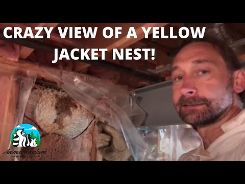 a-great-view-of-a-yellow-jacket-nest-built-inside-of-a-wall.