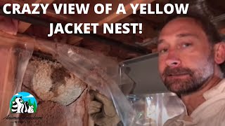 A Great View Of A Yellow Jacket Nest Built Inside Of A Wall. by Animal Trackers Wildlife 228,636 views 6 years ago 8 minutes, 25 seconds