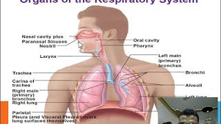 exercise physiolgy respiratory system response