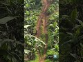 semangat berlatih terus sebelum insiden terjadi ke junior 25 // jay25 // kbb // adventure