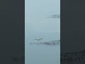 河边鹭 River Heron