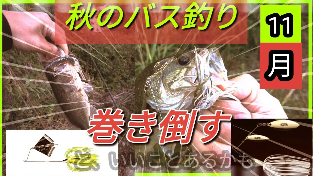 秋爆を求めて大江川へ【バス釣り】バズベイト、スピナーベイト等で巻き巻きしてきた。　　#バス釣り #fishing #bassfishing #大江川 