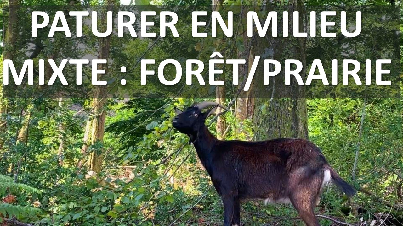 Les animaux sont enfin au nouveau terrain : sylvopastoralisme  à partir d'un terrain en friche.