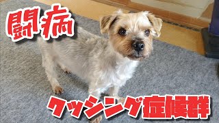 【闘病】クッシング症候群の投薬治療が始まりました。 拒否カラス&モグモグ猫&飲み姐御&モグモグ亀 20201013、カラス&四つ足カルテット