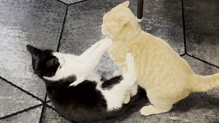 Young Cat Dominates Senior Cat