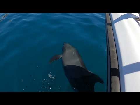 Dolphins swimming with