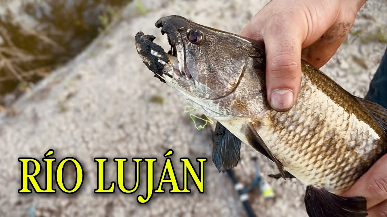 PESCANDO TARUCHAS y MOJARRAS en CANTIDAD | RÍO LUJÁN