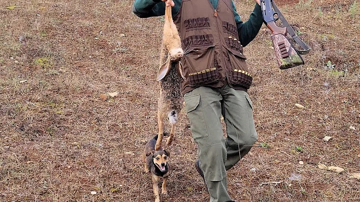 المتعة والتشويق حتى اخر يوم صيد في 2025 Chasse Perdrix et Lièvre au Maroc
