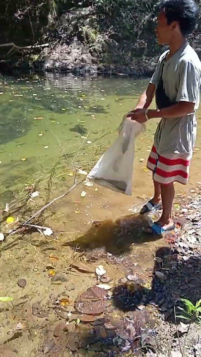 nyetrum ikan babon