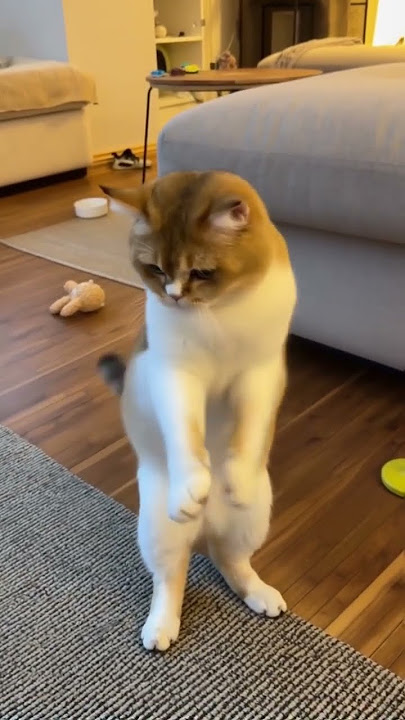 dancing cat  #catsoftiktok #kucinggemoy #kucingindo