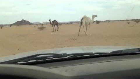 دحيم بن محمد تلاوة من سورة الفجر ١٤٣٦ه