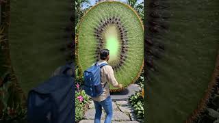 World ka sabse bada kiwi fruit..#shorts..#explore #foryou #shortsfeeds