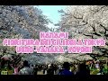 HANAMI - Lo spettacolo dei ciliegi in 3 tra i pi bei parchi di Tokyo