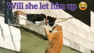 Female cat vs. male cat standoff #Intense #animals #funny by Awesome Builds  26 views 5 months ago 56 seconds