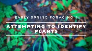 Early Spring Foraging 2020