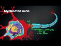 024 Nicodube23 How Myelin Sheaths speed up the Action Potential