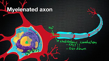 What is the difference between a myelinated axon and an unmyelinated axon?