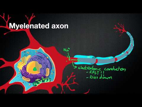 Videó: Miért nem folyamatos a mielinhüvely?