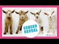 Gender Reveal for Baby Goat QUADRUPLETS