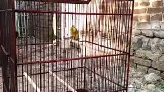 Kenari rasa goldfinch.cocok untuk masteran