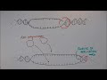 Rplication de ladn  1 droulement gnral