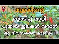 മുളക് കാട് പോലെ വളരും | Kanthari mulaku krishi in malayalam | Pachamulaku krishi tips | Prs Kitchen