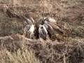 Feeding Vultures