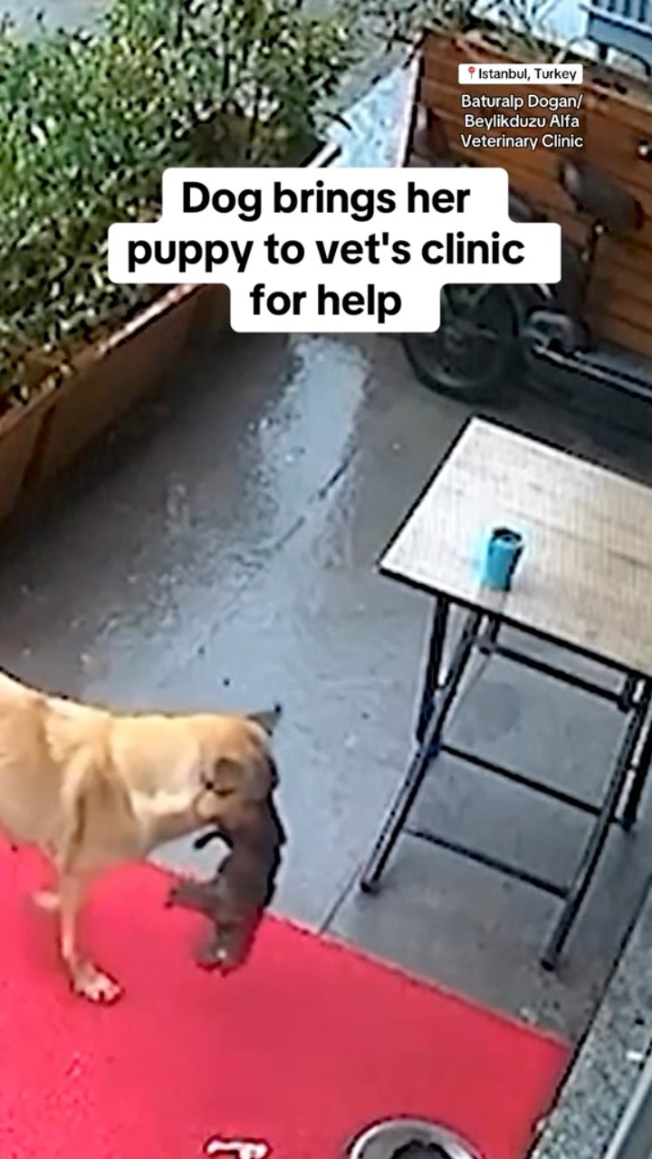Dog brings her puppy to vet's clinic for help #shorts