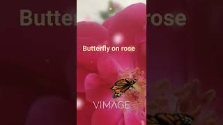 Butterfly On Rose