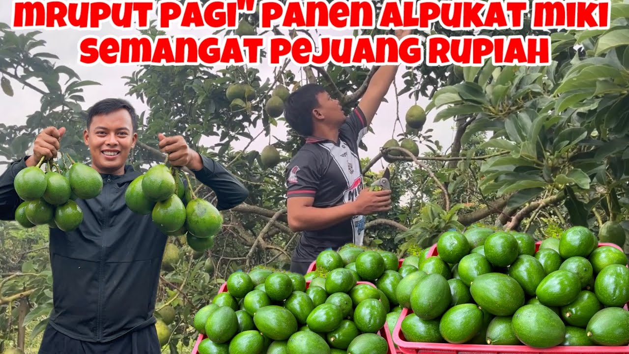 MRUPUT PAGI
