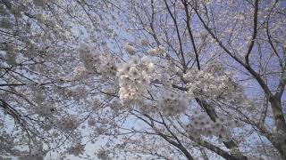 2020.3.26羽生スカイスポーツ公園の桜(埼玉県羽生市)