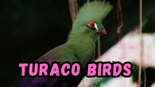 Cooldown with this compilation of TURACO BIRDS by Cooldown Compilation 218 views 4 months ago 4 minutes, 23 seconds