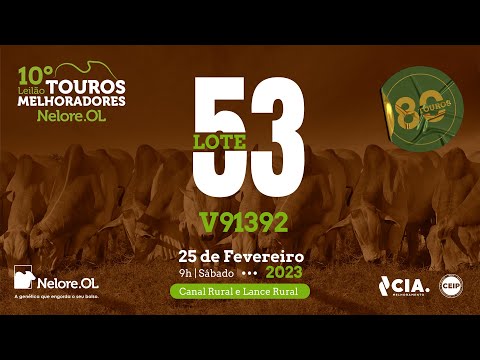 LOTE 53 V91392 - 10º LEILÃO - TOUROS MELHORADORES NELORE OL