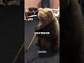 Домашний медведь 🐻
