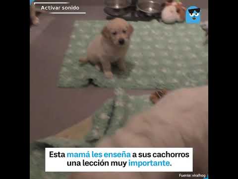 Video: ¿Con qué frecuencia debo alimentar a mi perro?