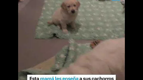 ¿Se acuerdan las madres de sus cachorros?