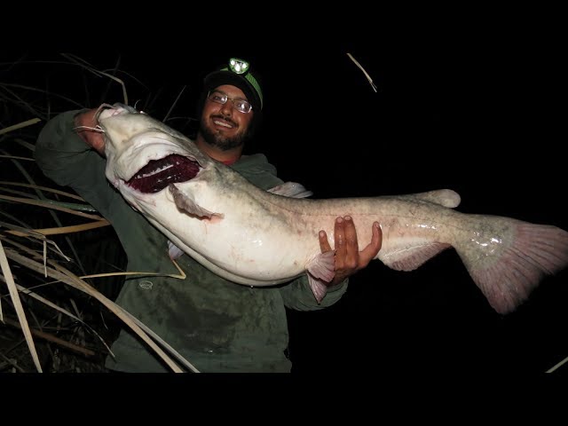 Night Fishing For Big Flathead Catfish-Fishing For Catfish In The Rio  Grande River 