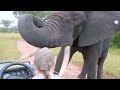 Close Encounters with Elephants