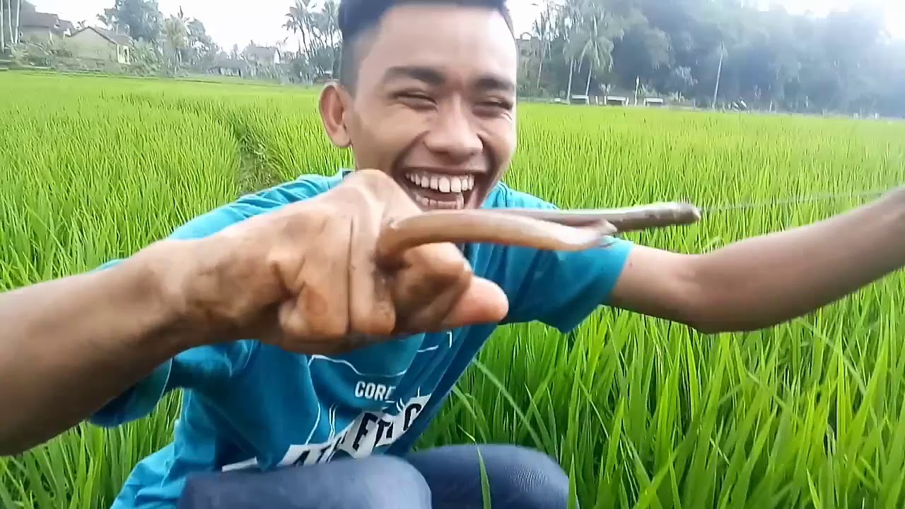Ngurek belut sawah 