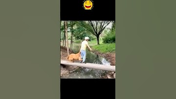 🤣 when the dog is scared | FunClip EN #funny #hilariousfails #comedy