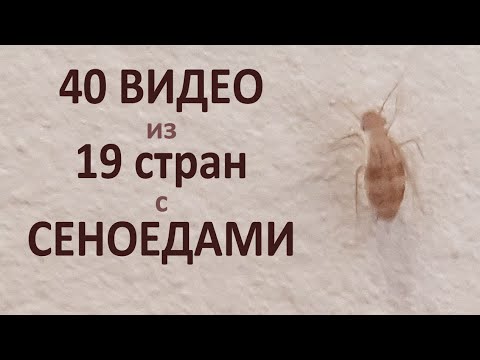 Сеноеды захватывают мир: 40 видео с сеноедами в квартирах от моих зрителей в 2023 году