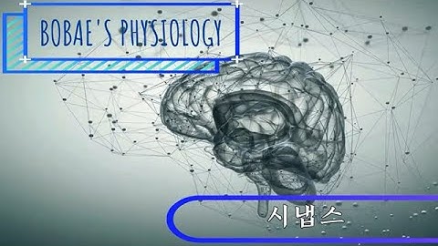 생리학 - 시냅스(신경전달물질)