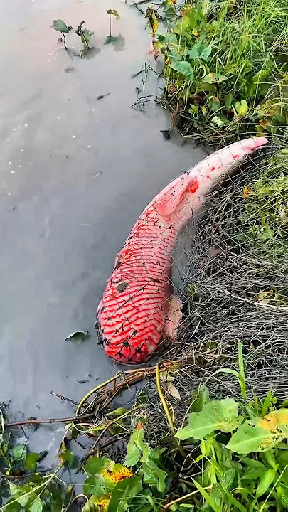 That beautiful girl 🤷‍♀️ caught the arapaima in the net. #fish #fishing #short #viralfishing