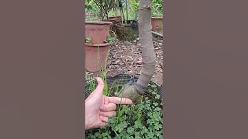 Bán cặp khế chua và khế ngọt bonsai gốc to tuyệt đẹp 0977973535