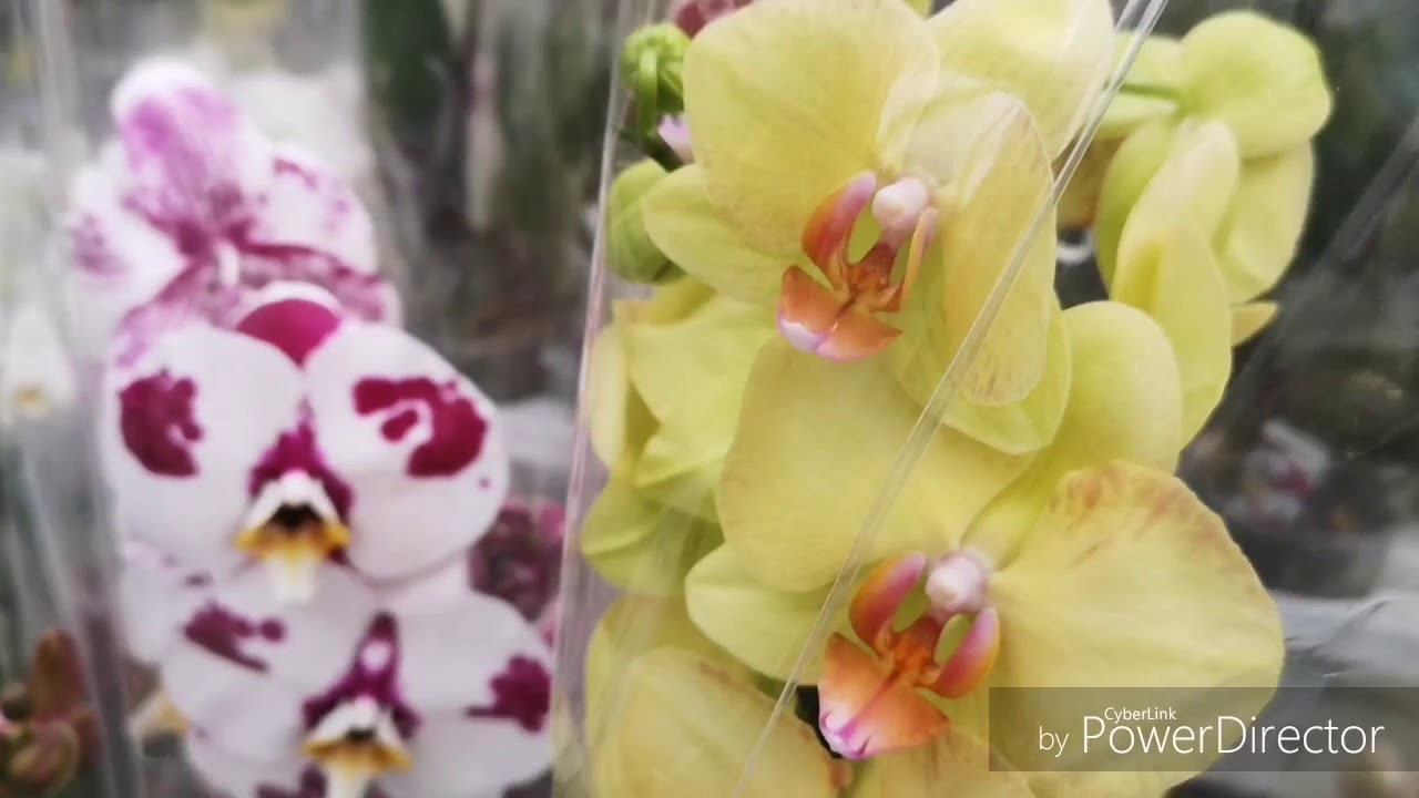Купить орхидею в ставрополе. Фаленопсис Яра Брайт. Яра Брайт Орхидея. Планета лета Ставрополь орхидеи. Леруа Мерлен Ставрополь орхидеи.